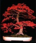 image of tree