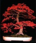 image of bonsai #14