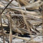 image of smiths_longspur #3