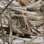 image of bird