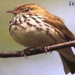 image of bird