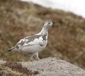 image of ptarmigan