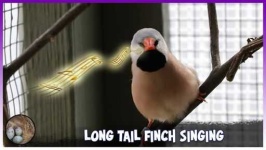 image of finch