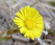 image of flower