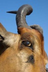 image of hartebeest