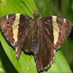 image of banded_butterfly #125