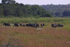 image of tusker