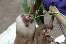 image of sloth