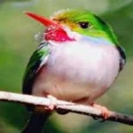 image of bird