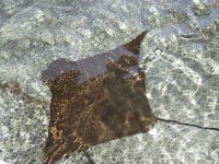 image of stingray
