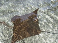 image of stingray #23