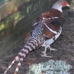image of bird