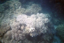 image of coral_reef #4