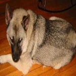 image of animal