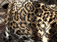 image of jaguar_car