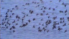 image of animal_migration