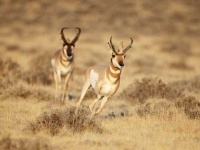image of animal