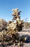 image of joshua_tree