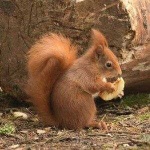 image of animal