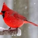 image of bird