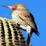 image of bird