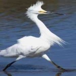image of bird