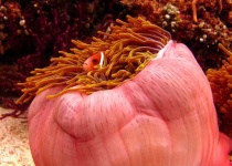 image of anemone_fish