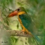 image of bird