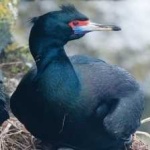 image of bird