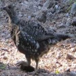 image of bird