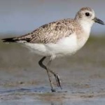image of bird