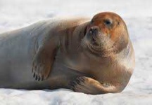 image of animal