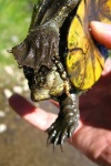 image of mud_turtle