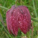 image of Fritillary