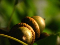 image of acorn