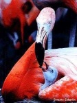 image of animal