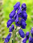 image of flower