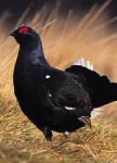 image of black_grouse #28