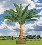 image of palm_tree #0