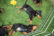 image of gordon_setter