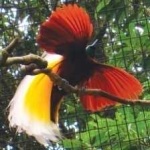 image of bird