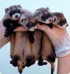 image of black_footed_ferret