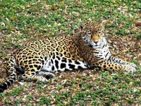 image of jaguar_car