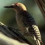 image of bird