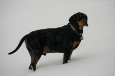 image of black_and_tan_coonhound #3