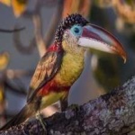 image of bird