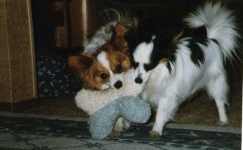 image of papillon