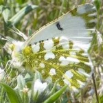 image of animal