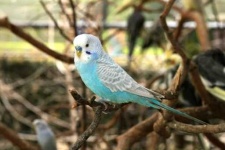 image of parakeet