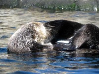 image of otter